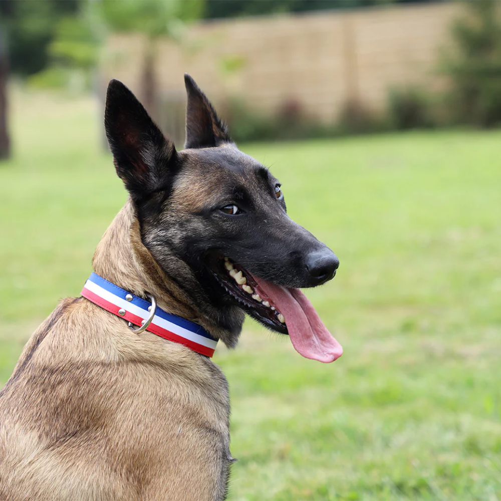 Collier pour chien - Bleu Blanc Rouge - Cuir & nylon